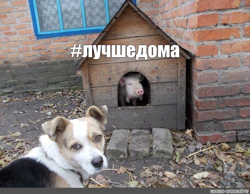 Собака уродливая в мире