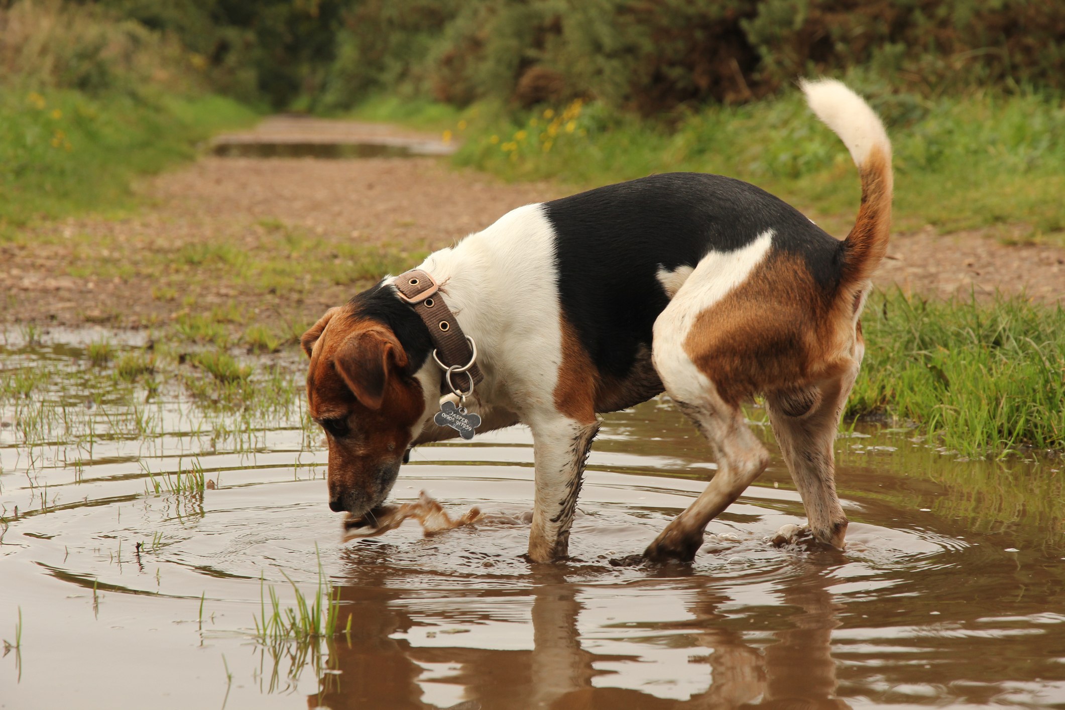 Собака плохо пьет. Собака пьет из лужи. Собака пьет воду из лужи. Собака в луже.