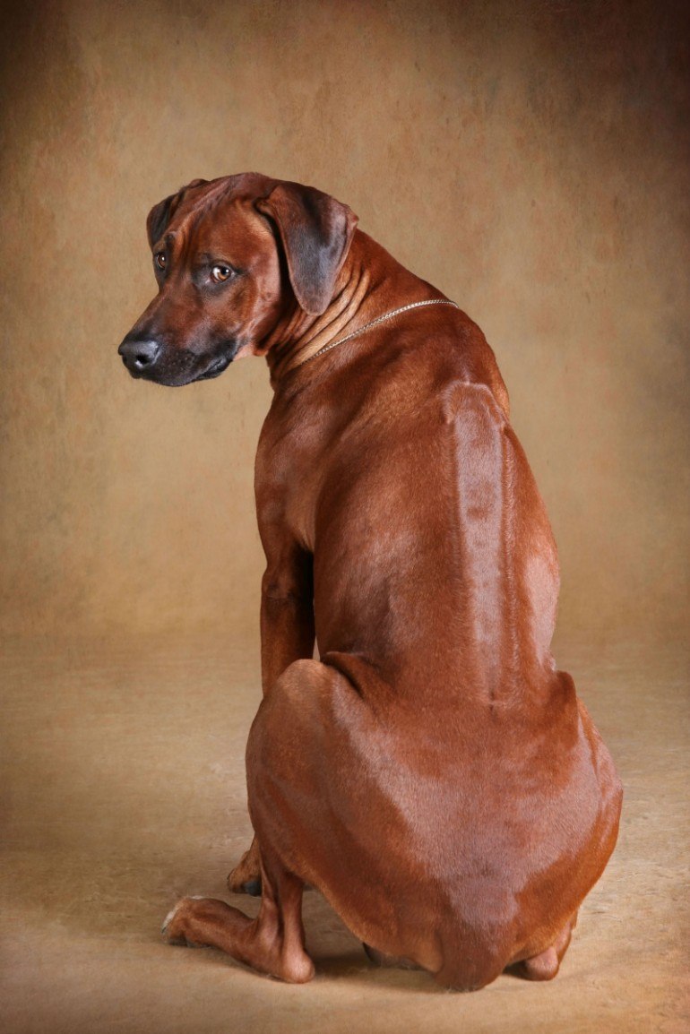 Собака породы Родезийский риджбек