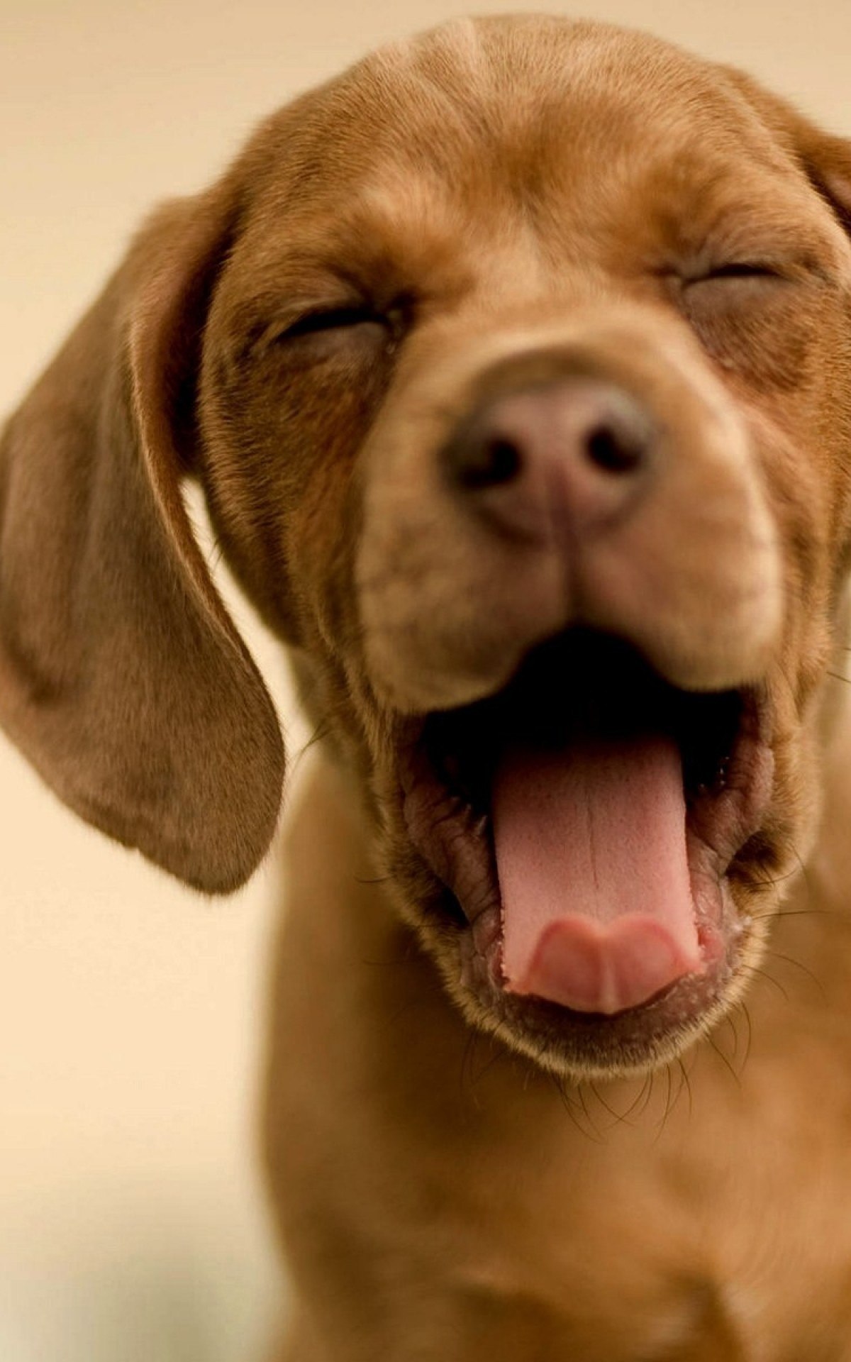 Почему собака часто дышит с открытым ртом. Собаки. Смешные собаки. Приколы с собаками. Собака зевает.