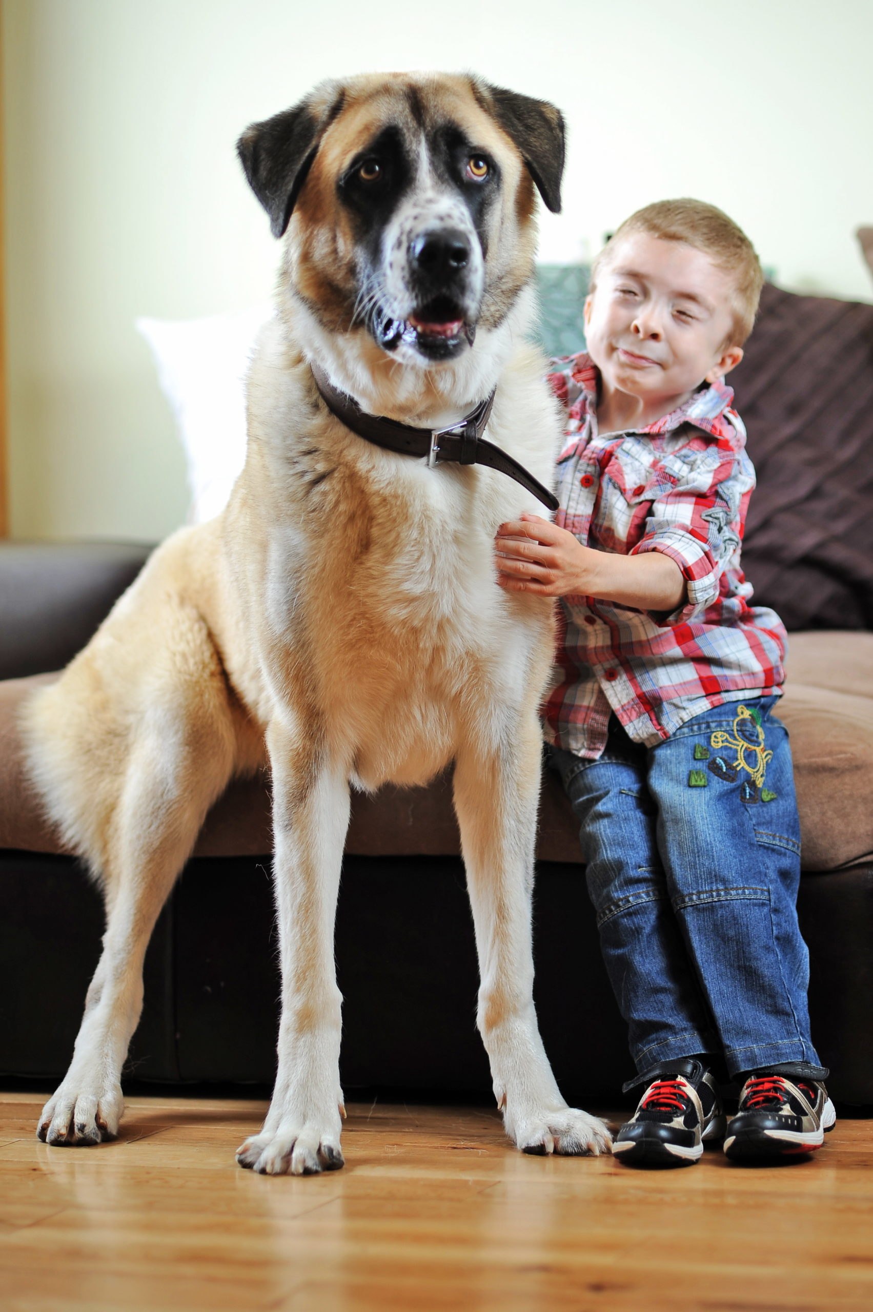Мальчик подошел к собаке. Оуэн и Хаати. Синдром Шварца Джампела. Оуэн и Хаати фото. Самые лучшие собаки для детей.