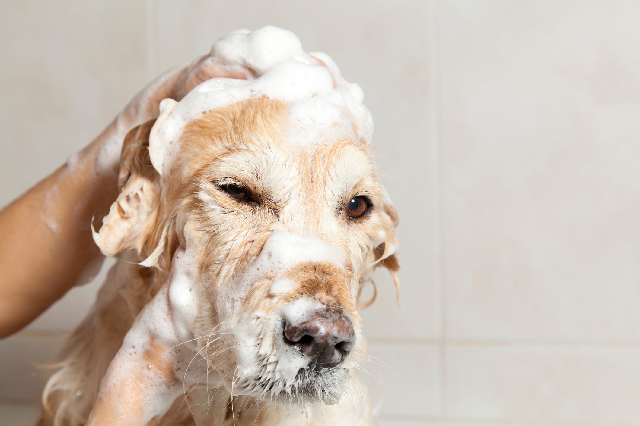 Сколько можно купать собаку. Мытье собаки. Собака моется. Собака в пене. Собачка умывается.