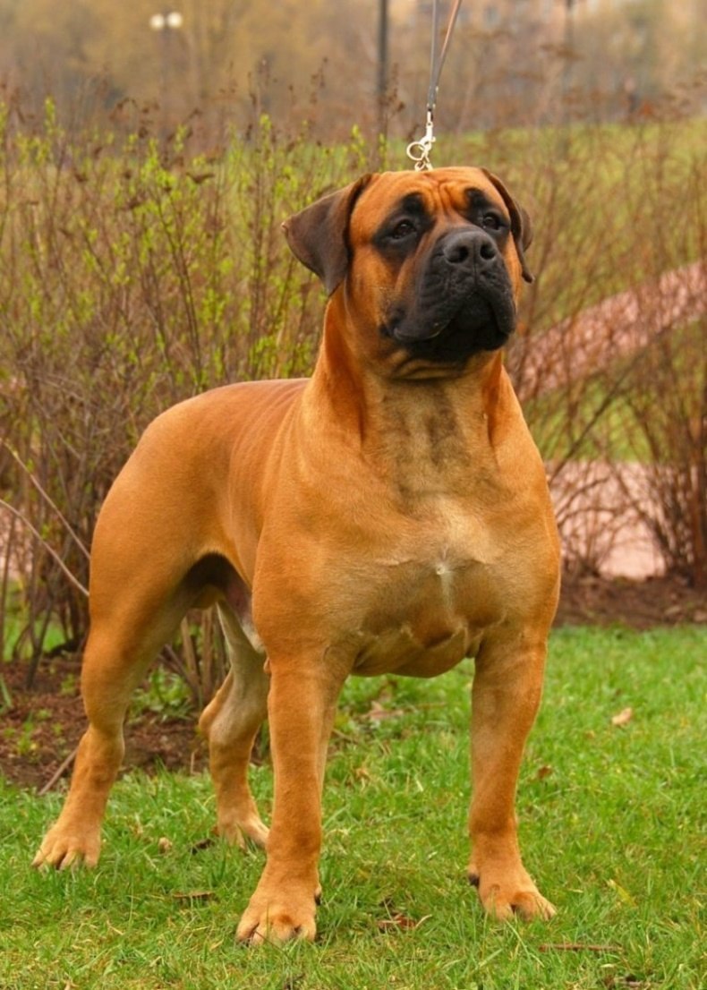 Южноафриканский бурбуль / South African Boerboel к
