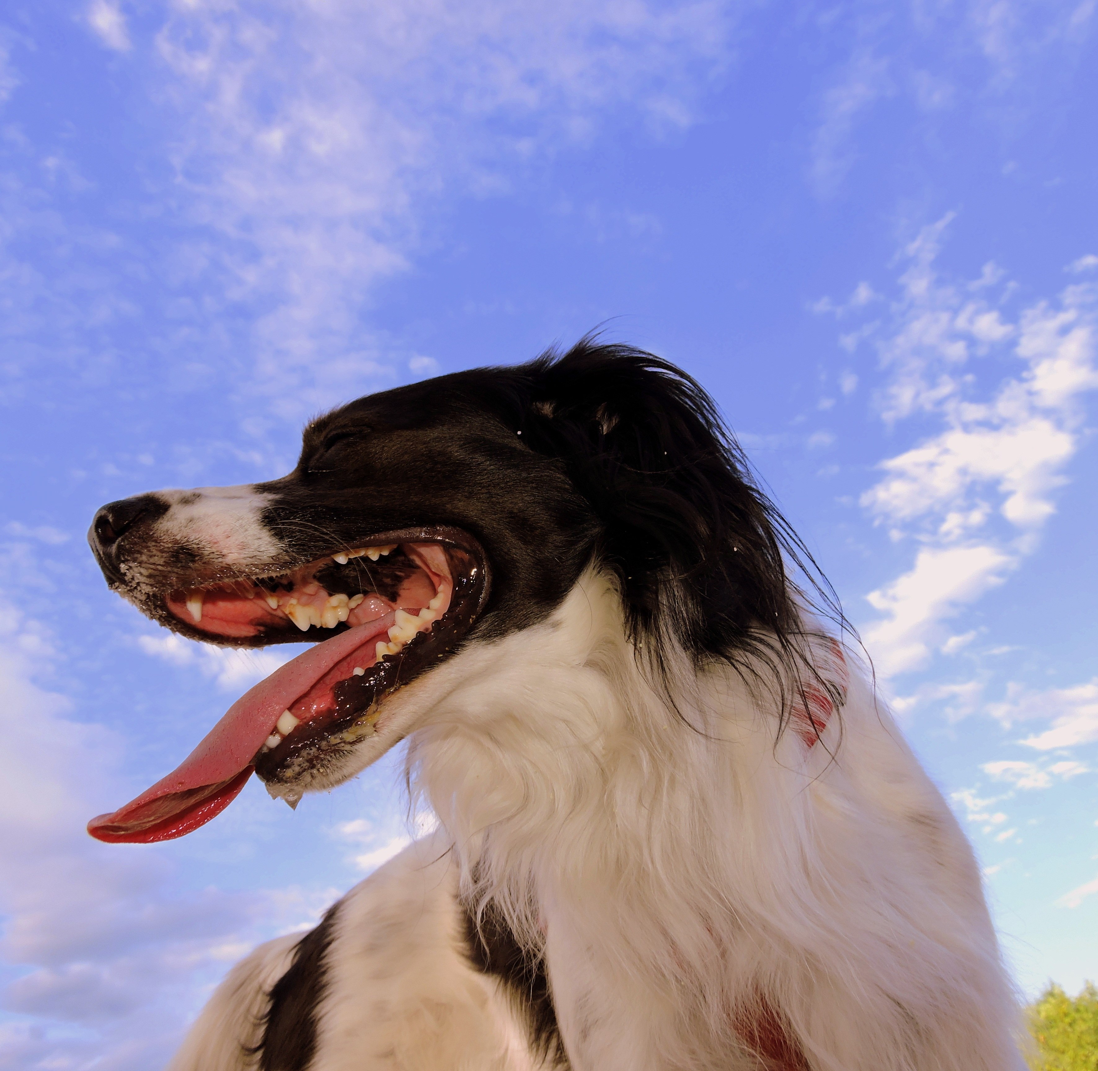Почему собака часто дышит с открытым ртом. Бордер колли спорт. Собака с языком. Собака дышит.