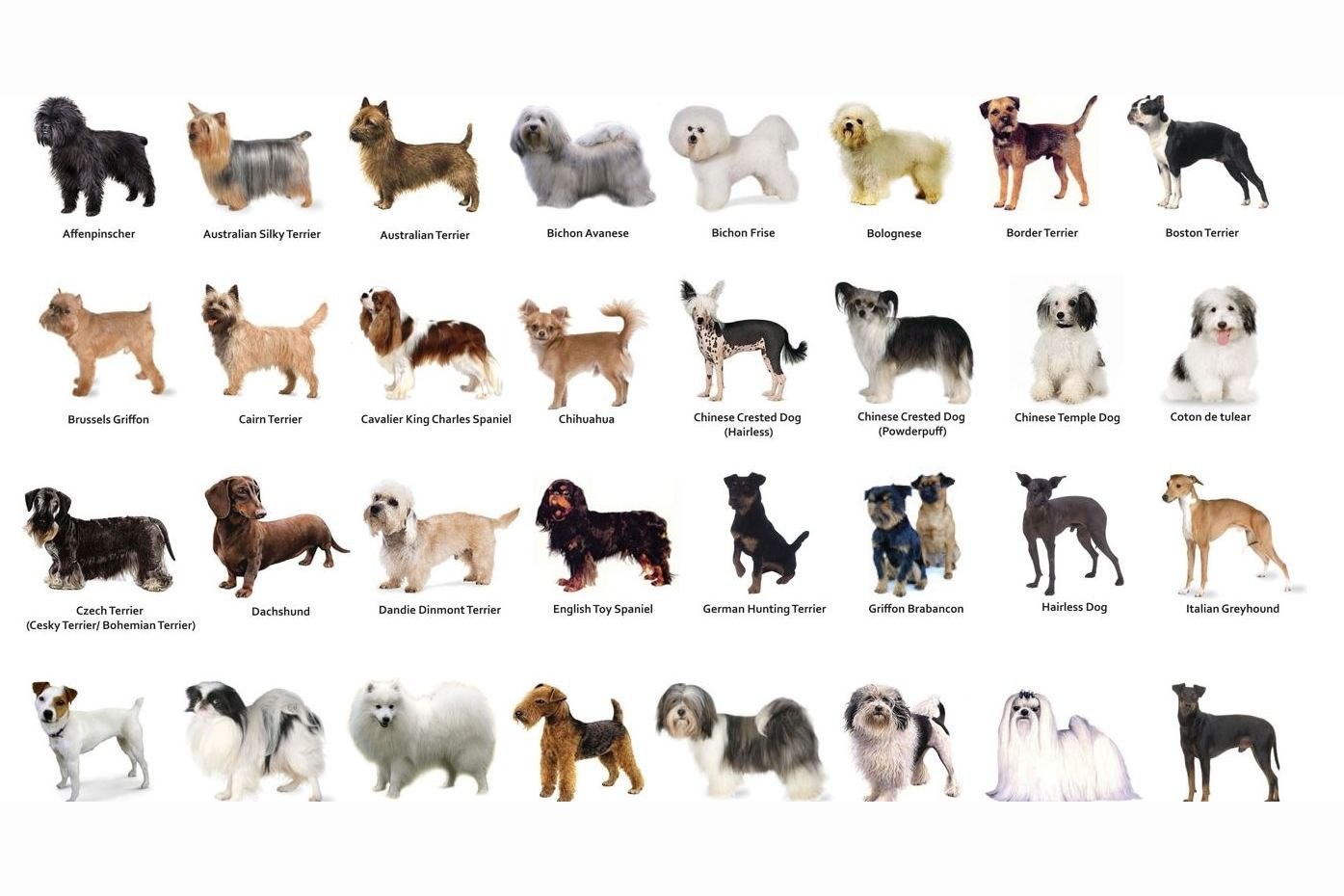 Пр т собака. Породы собак. Породы собак названия. Собачки разных пород. Популярные породы собак.