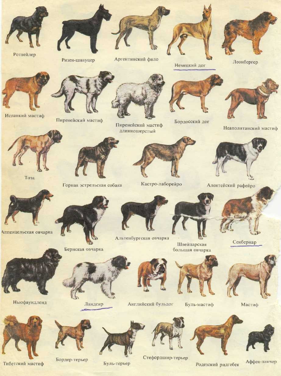 Порода собак варианты. Овчарки разновидности породы. Породы собак в таблице. Порода собак Розенштраух. Породы овчарок и их щенки.