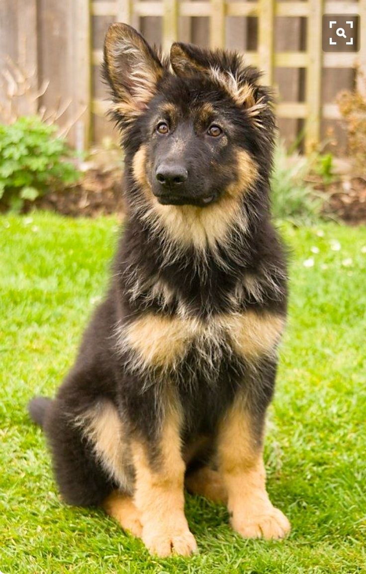 German Shepherd немецкая овчарка щенок