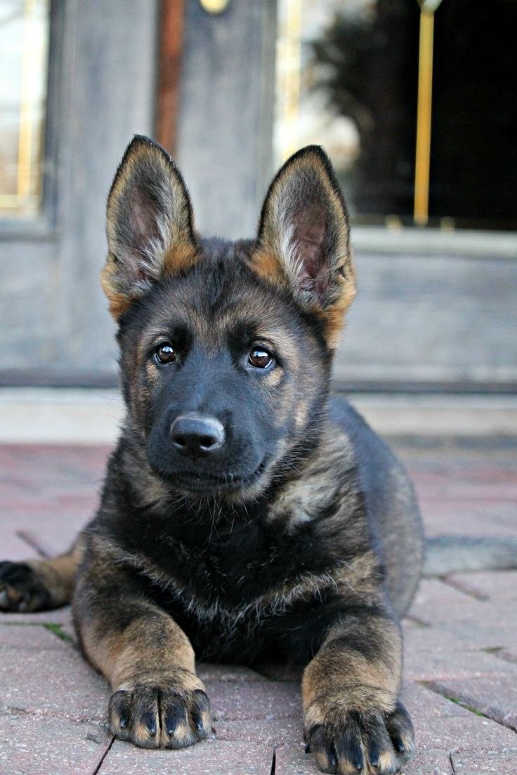 German Shepherd немецкая овчарка щенок