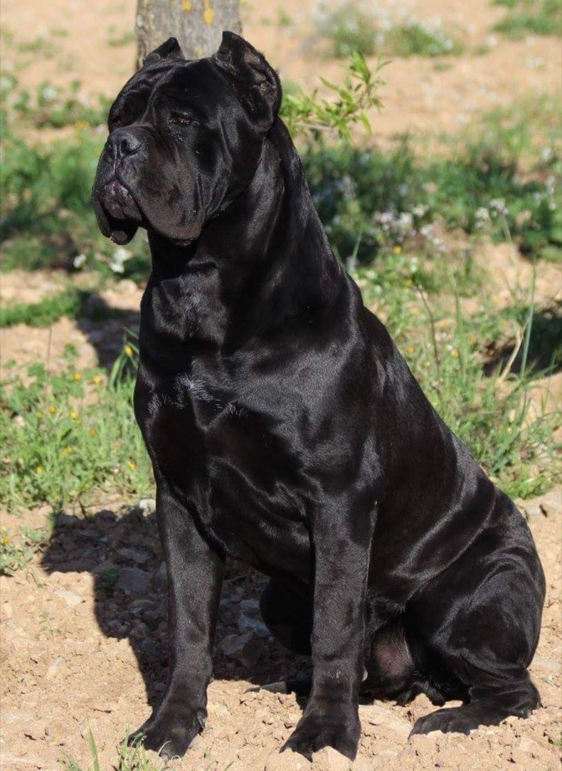 Кане Корсо (Cane Corso)