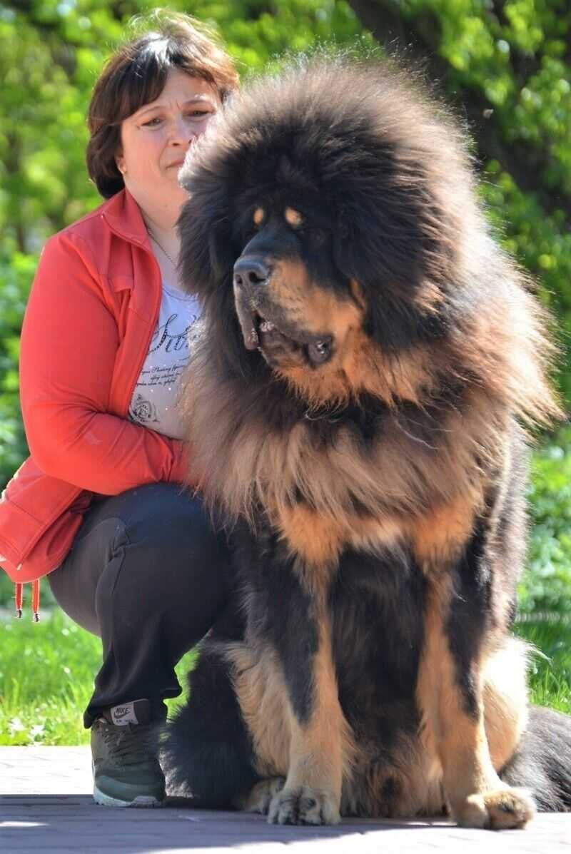 Сибирский мастиф