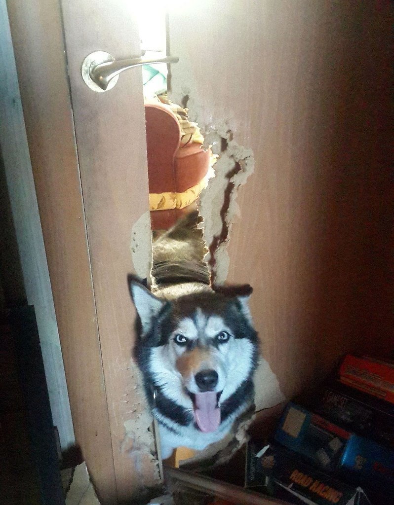 Собака сгрызла дверь