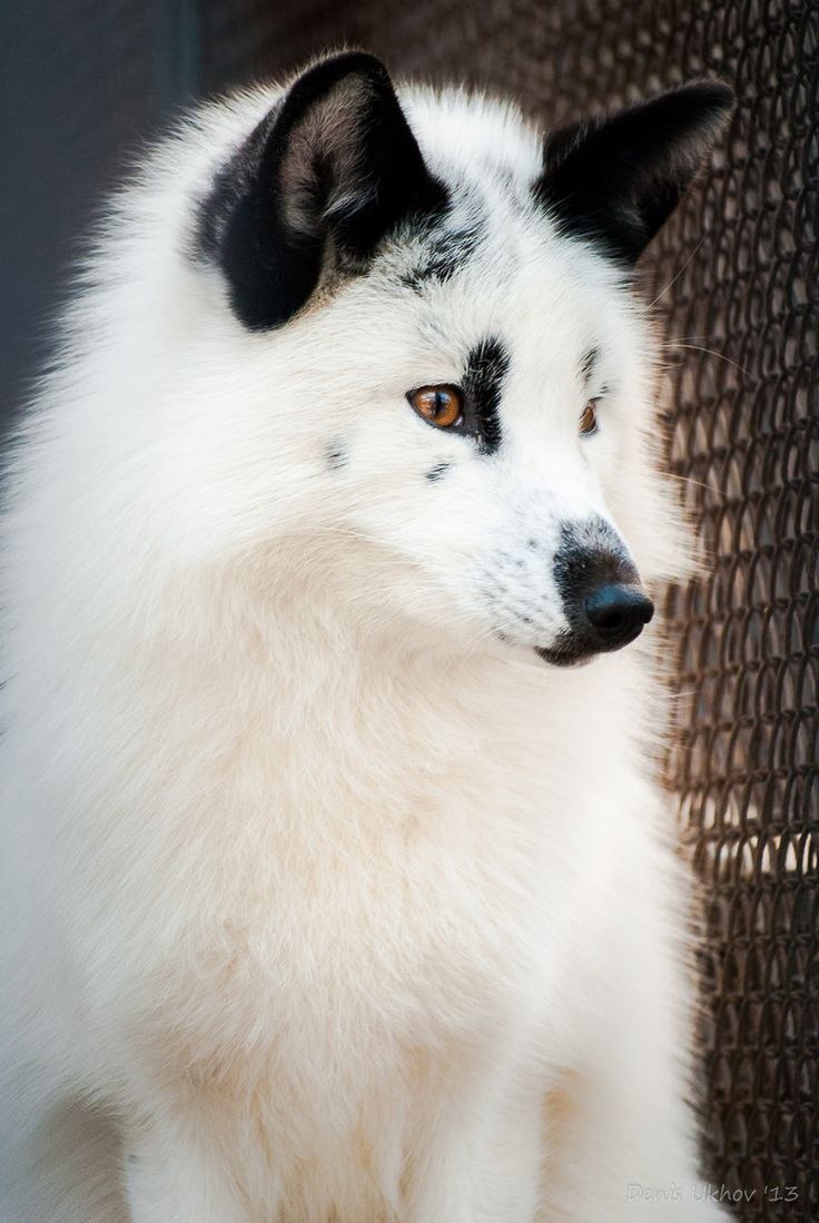 Корги собака рыжая