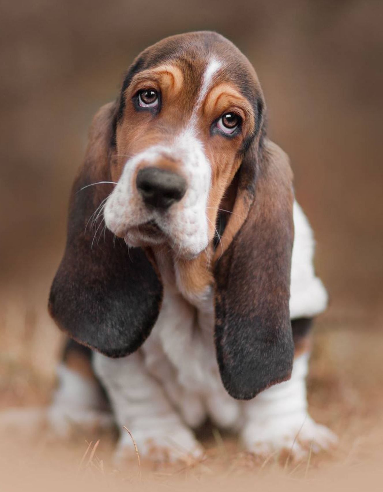 порода собаки с длинными ушами и грустными глазами