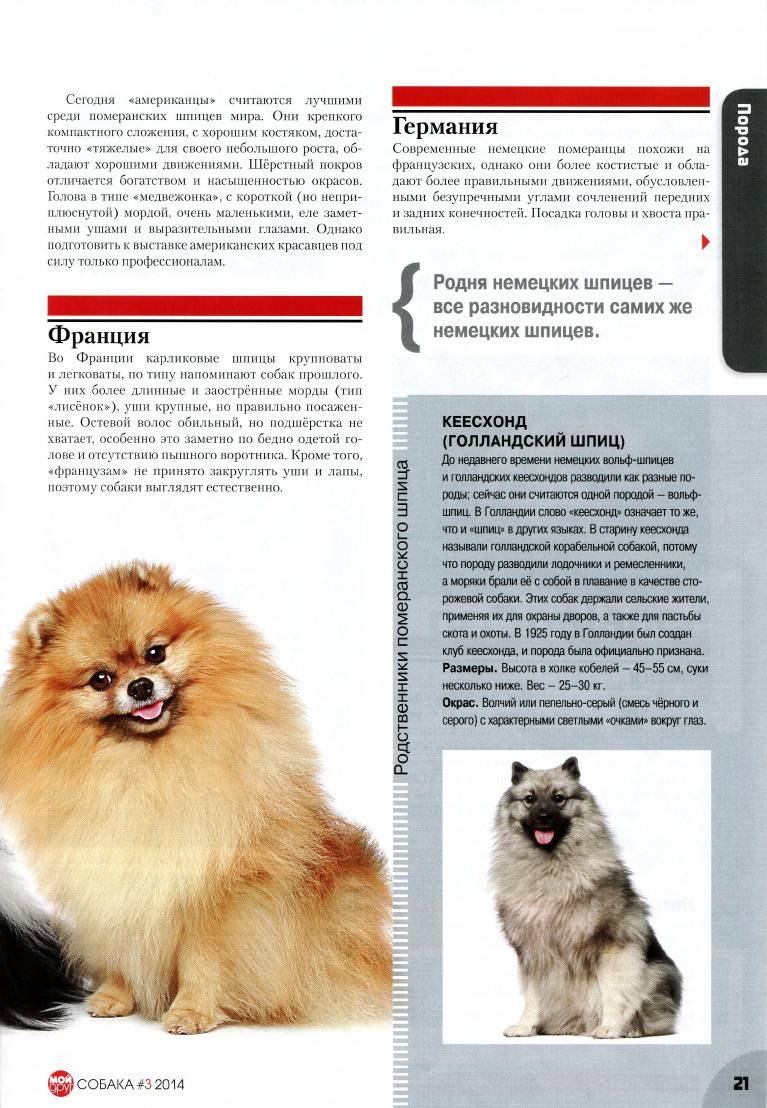 Чем отличается померанский шпиц от немецкого шпица (68 фото)