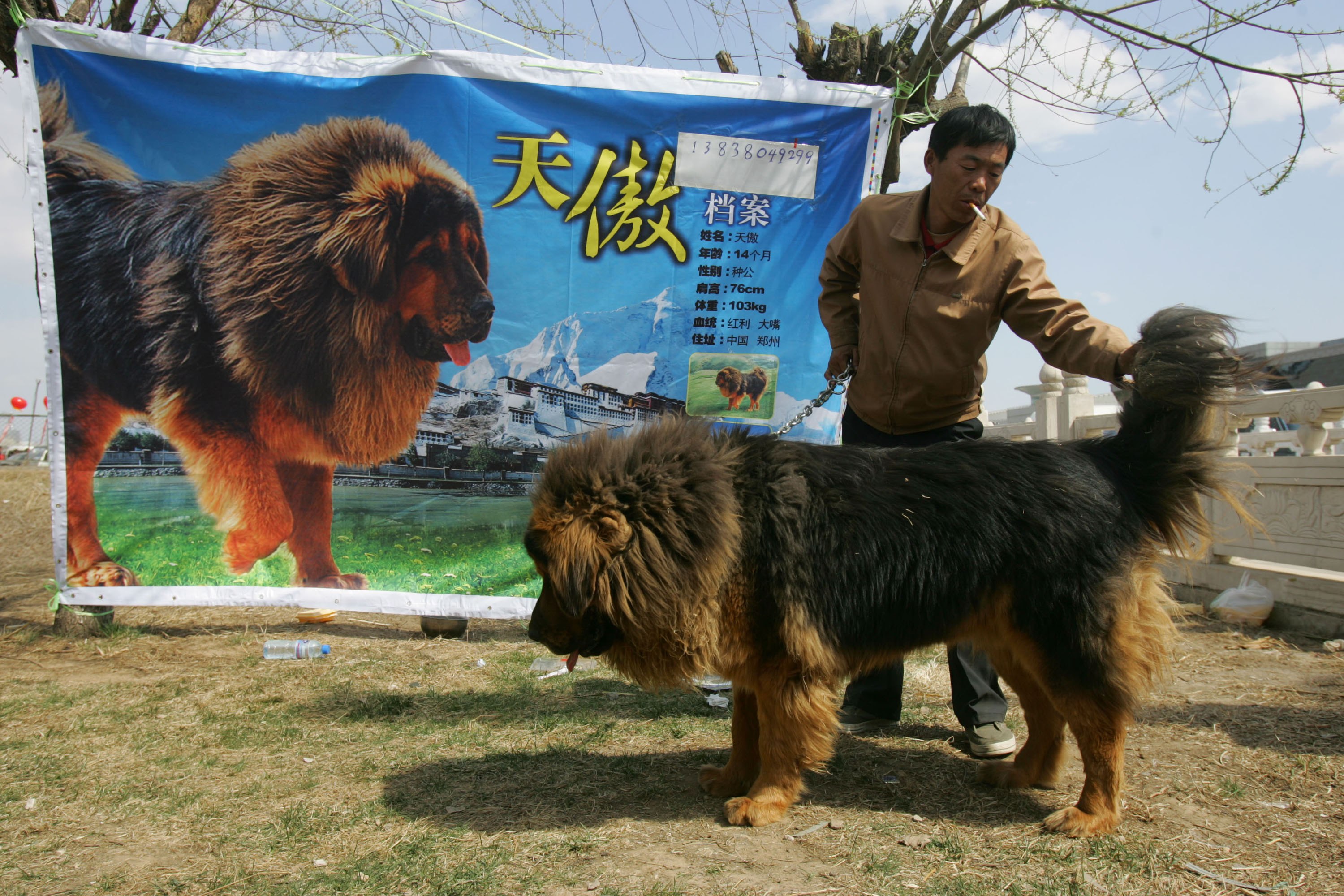 Тайский мастиф фото собаки с человеком