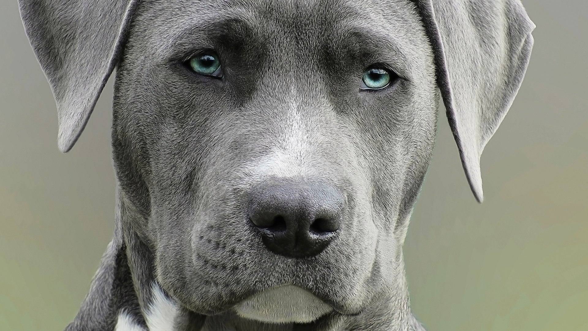 Порода собак с голубыми глазами. Веймаранер лабрадор. Веймаранер голубой. Веймаранер купированные уши. Веймаранер голубоглазый.