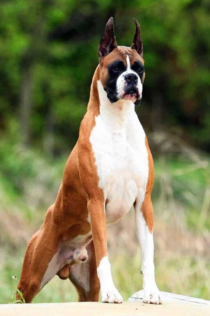 Кане Корсо