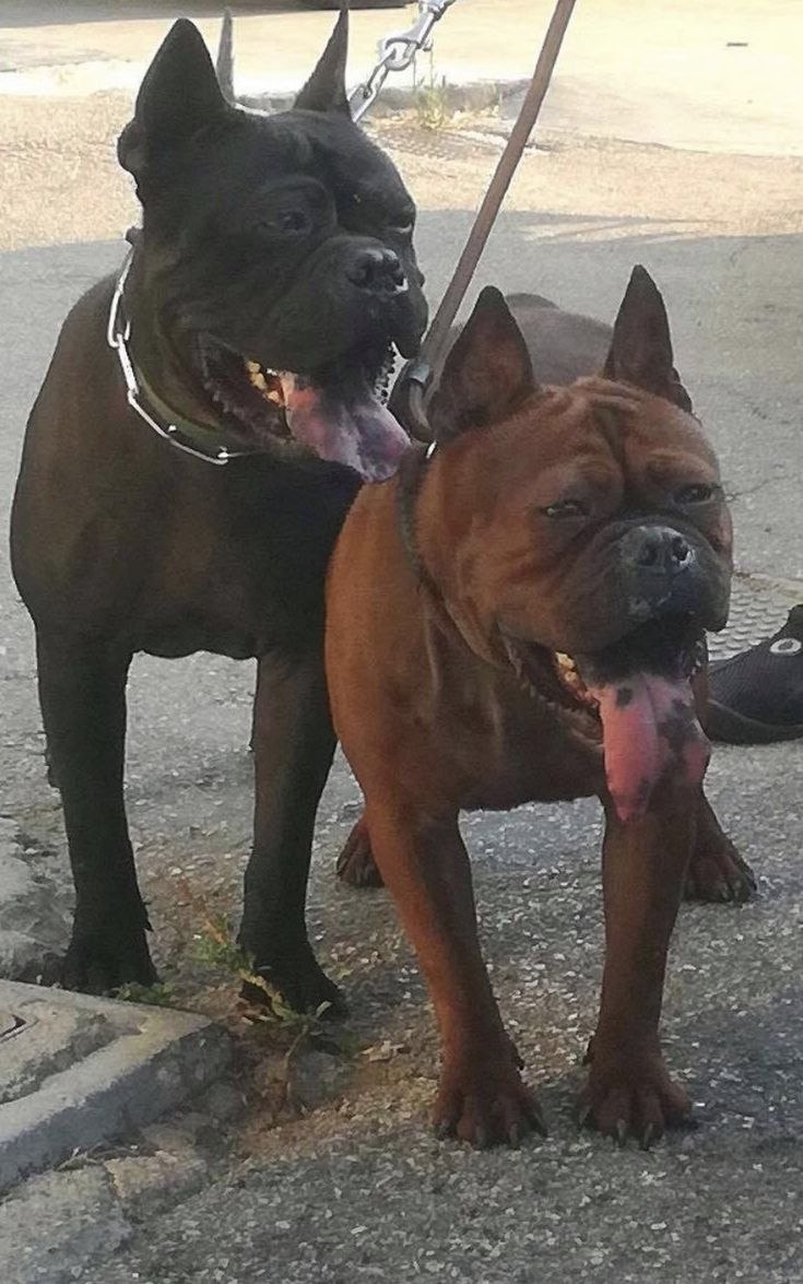 Chinese Chongqing Dog китайский Чунцин