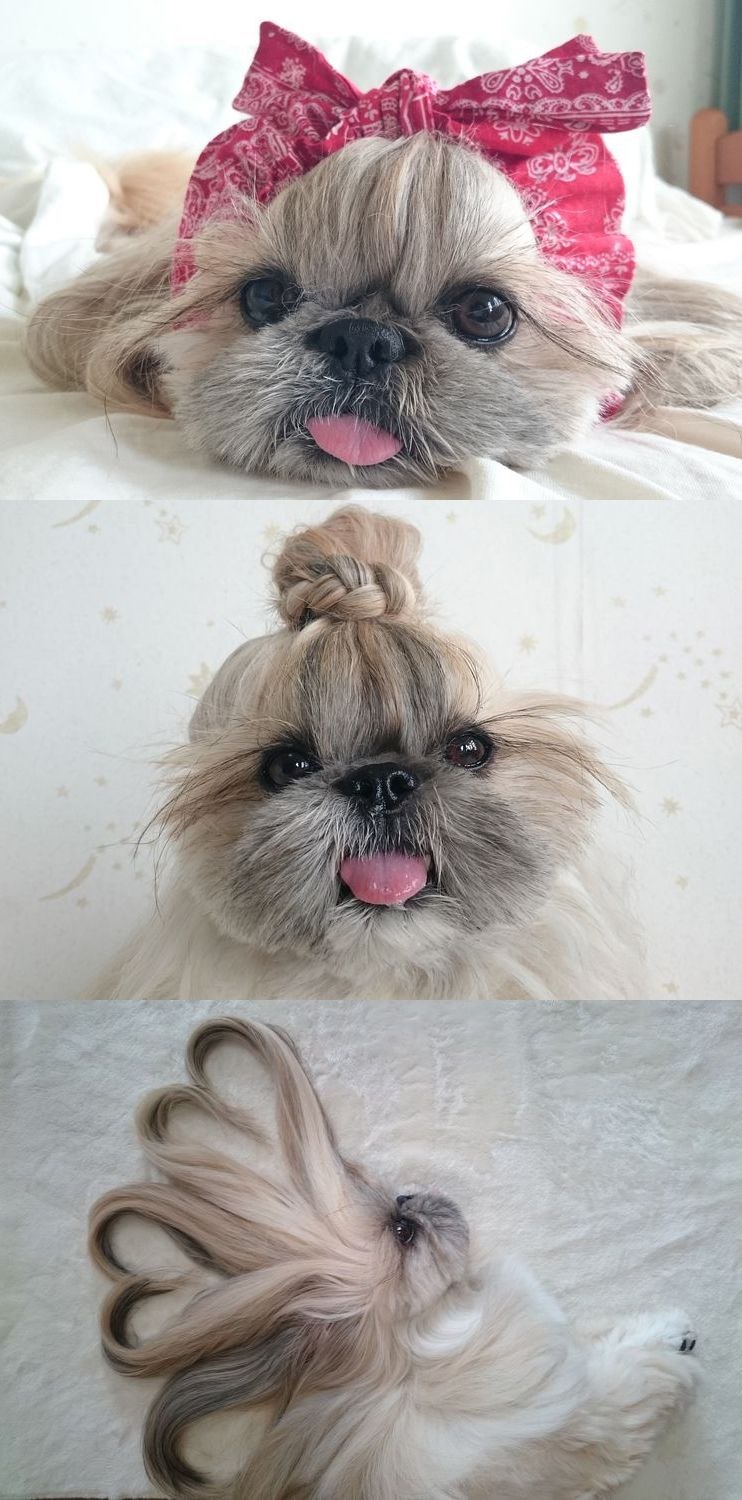 Нос пекинеса