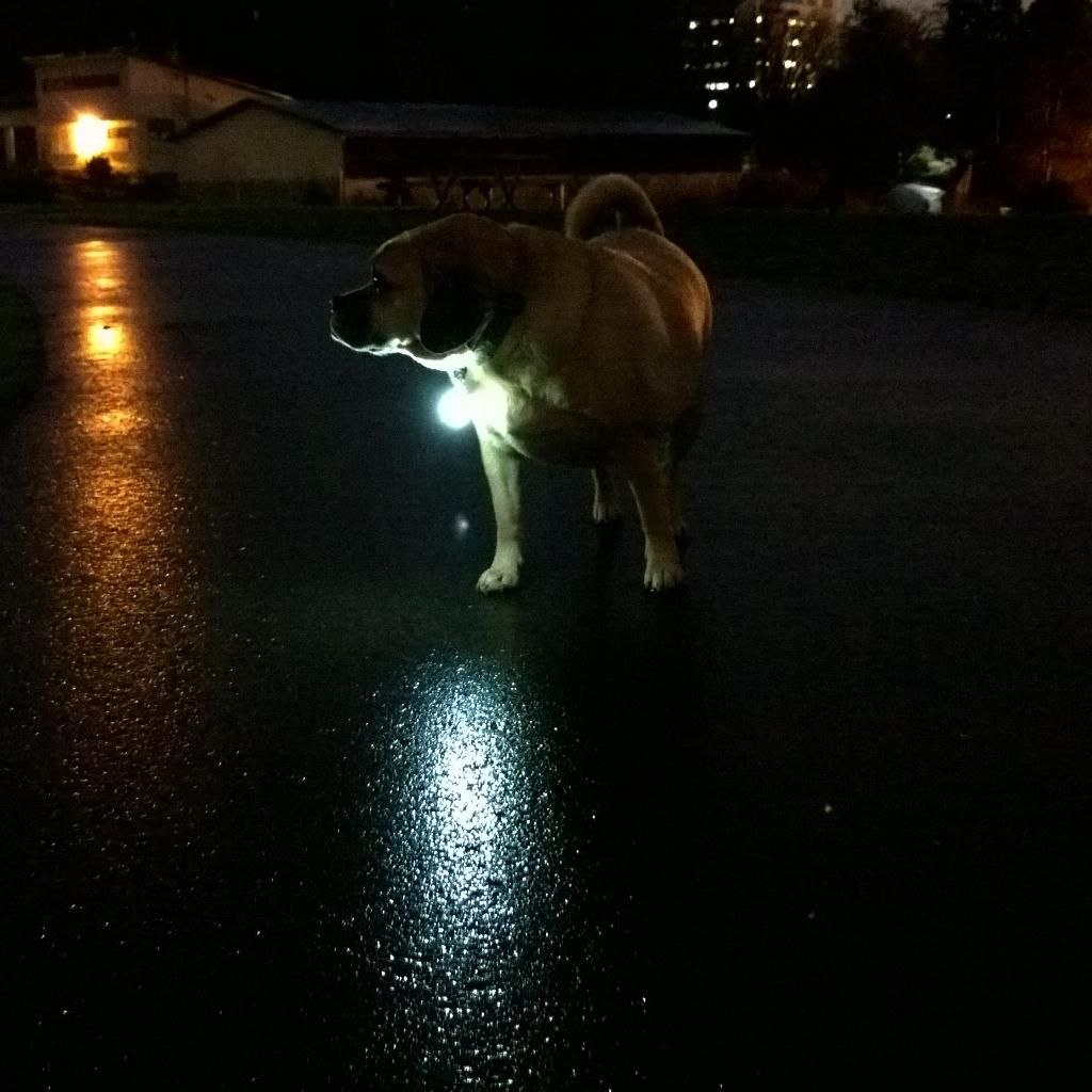 Собака ночью