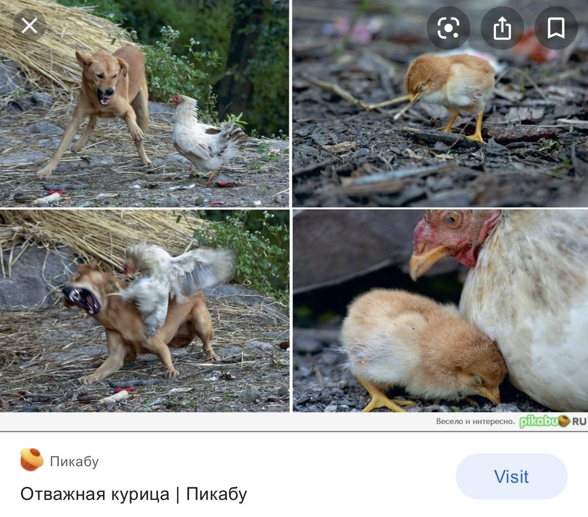 Убитый цыпленок