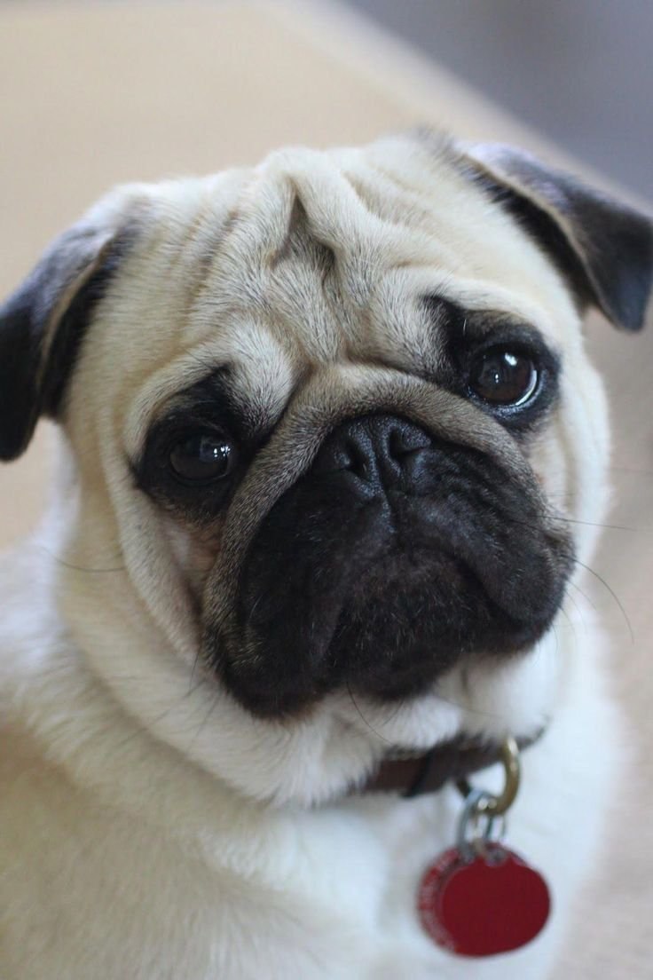 Pug Мопс
