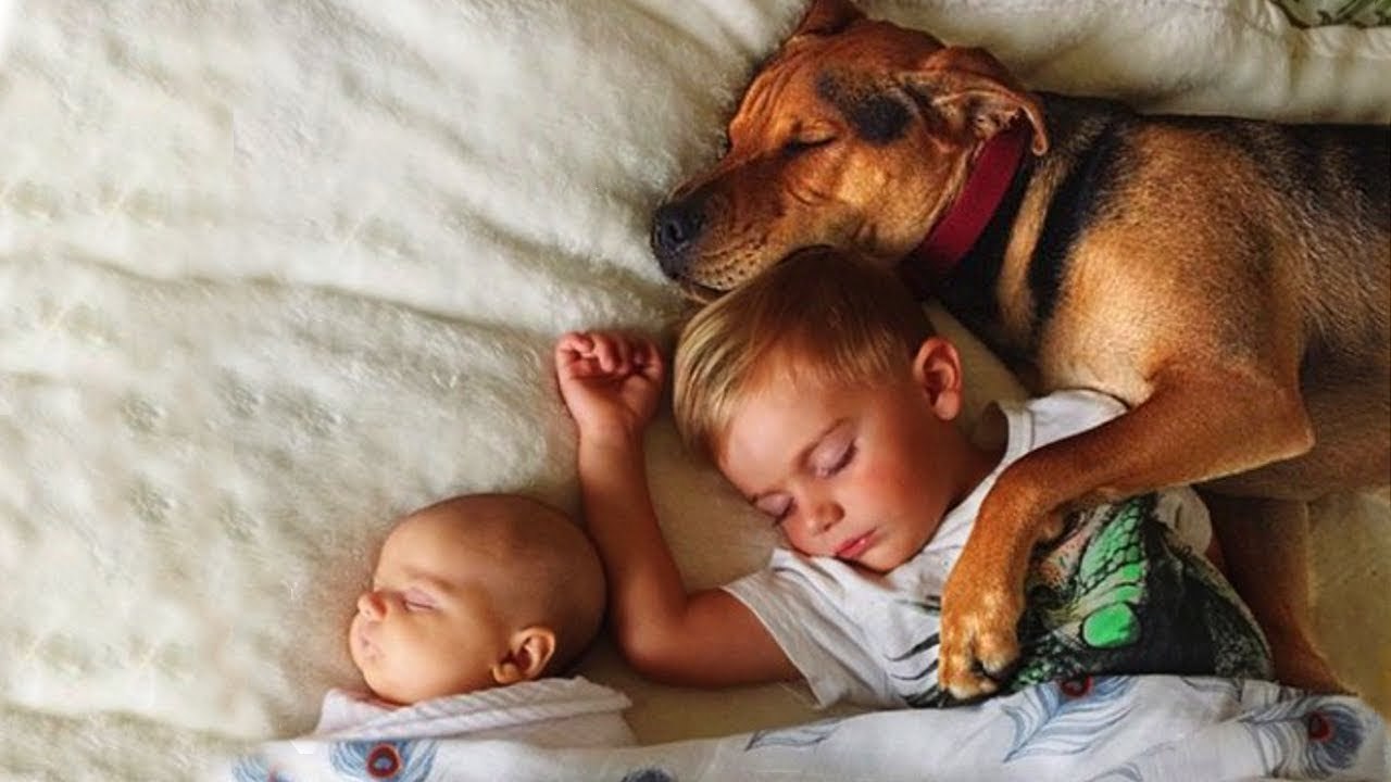 Сон собаки защищают. Собака для детей. Собака защищает ребенка. Собаки которые любят детей. Собака охраняет ребенка.