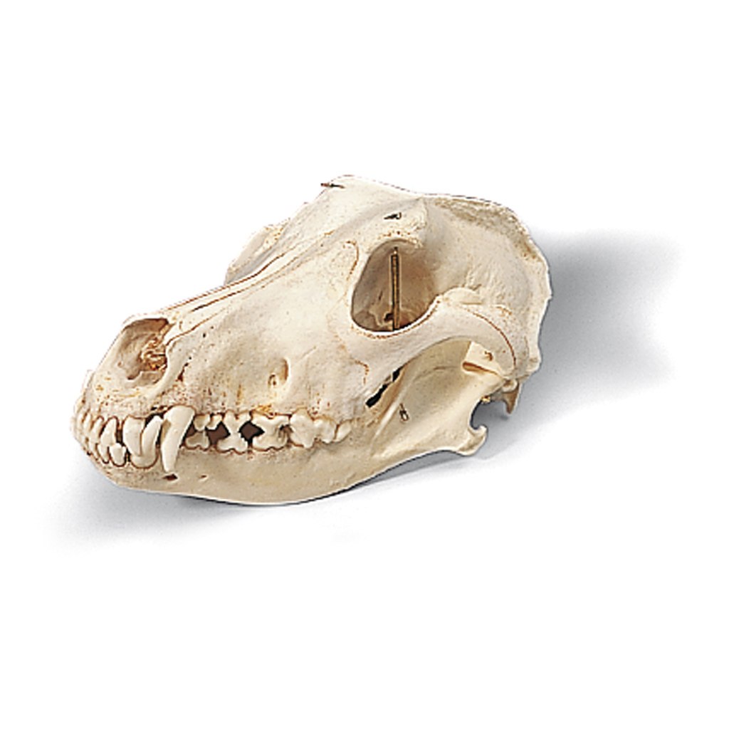 Сравните череп ящерицы и череп собаки. Форма черепа собаки. Череп собаки анатомия.