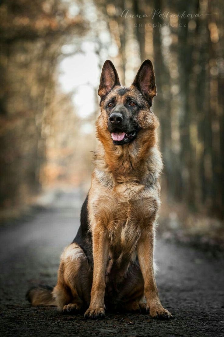 Баварская овчарка Shepherd