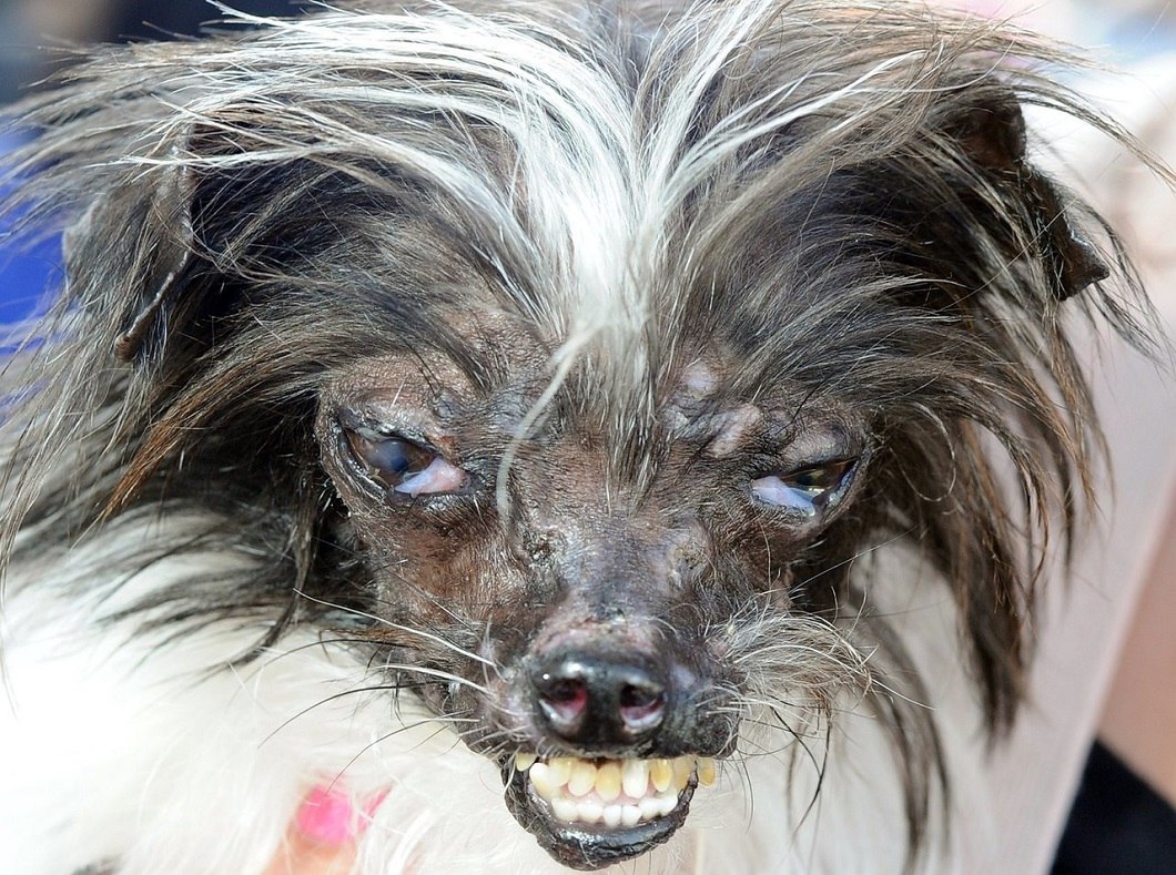 Самые глупые собаки в мире (73 фото) - картинки sobakovod.club