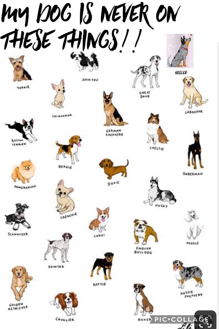 Собаки по знаку зодиака. Собаки подходящие по гороскопу. Породы собак. Породы маленьких собак по знаку зодиака.