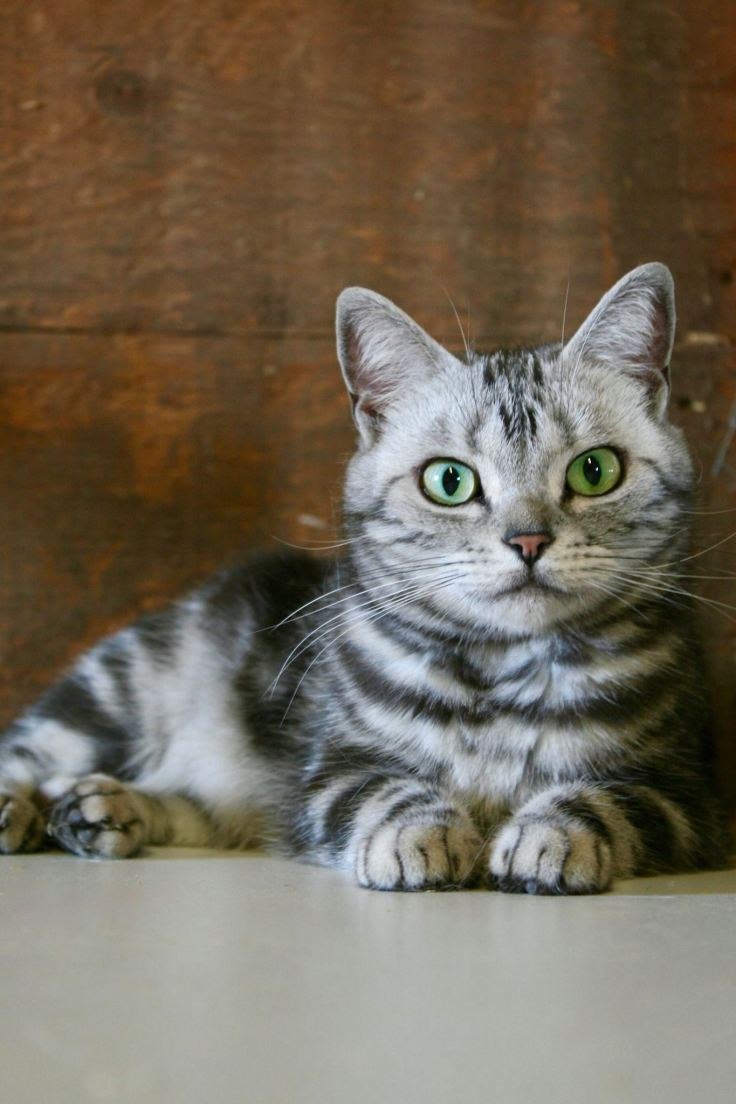 Шотландская прямоухая короткошерстная скоттиш-страйт