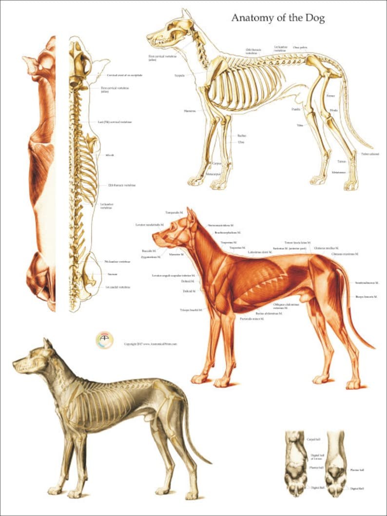 Скелет конечностей собаки. Анатомия собаки скелет передней конечности. Анатомия передних конечностей собаки. Плюсна анатомия собаки лапа. Строение скелета собаки анатомия.