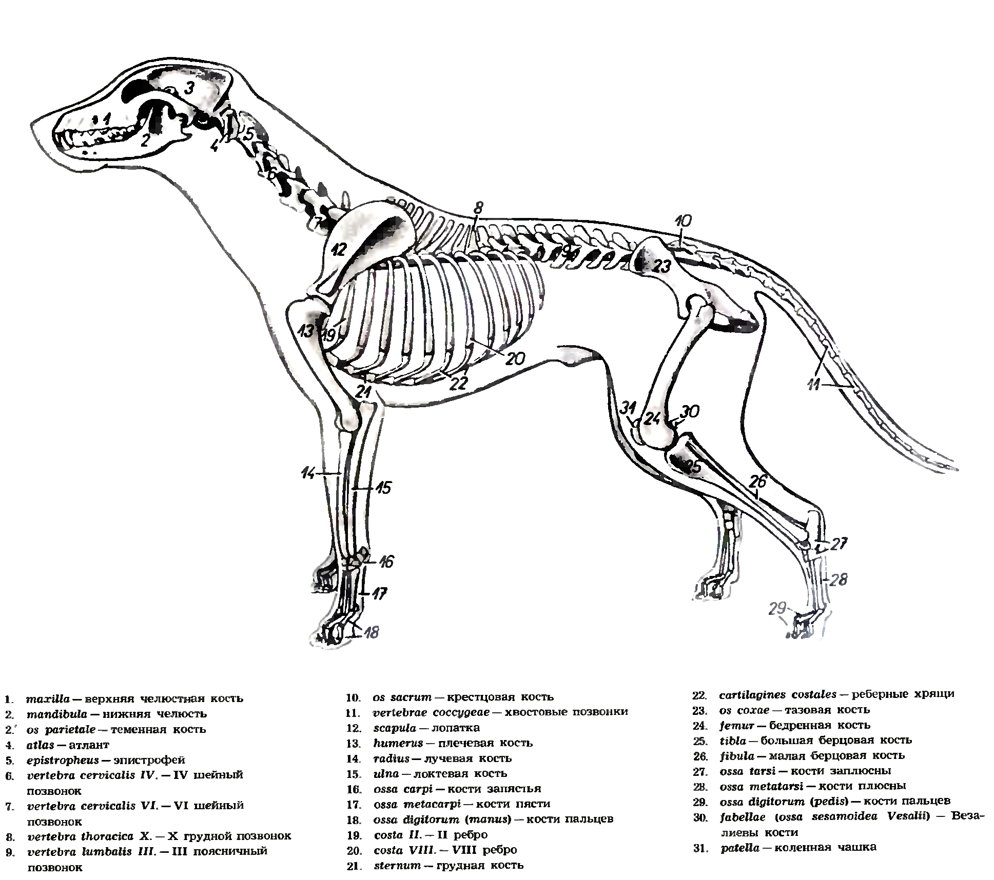 Ребра можно собаке. Скелет собаки анатомия. Скелет и строение кости собаки. Скелет собаки строение костей. Скелет собаки строение схема.