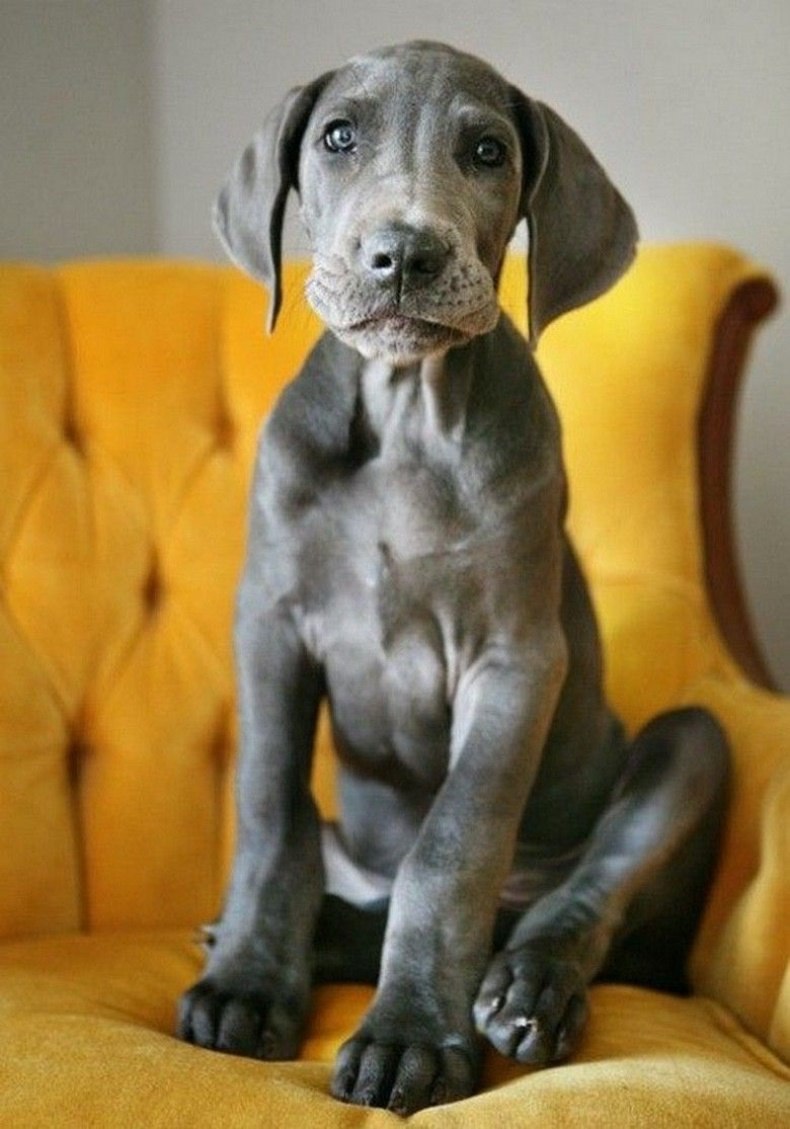 Great Dane mating