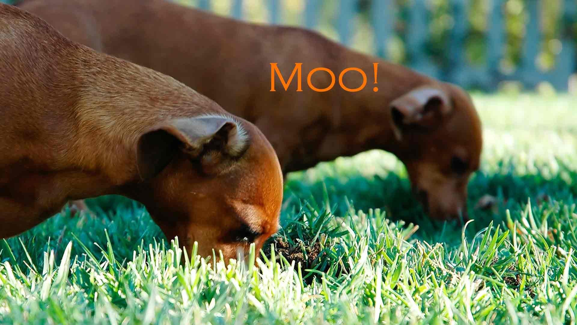 Зачем собака есть траву. Собака ест траву. Какашки собаки на траве. Собака кушает траву.