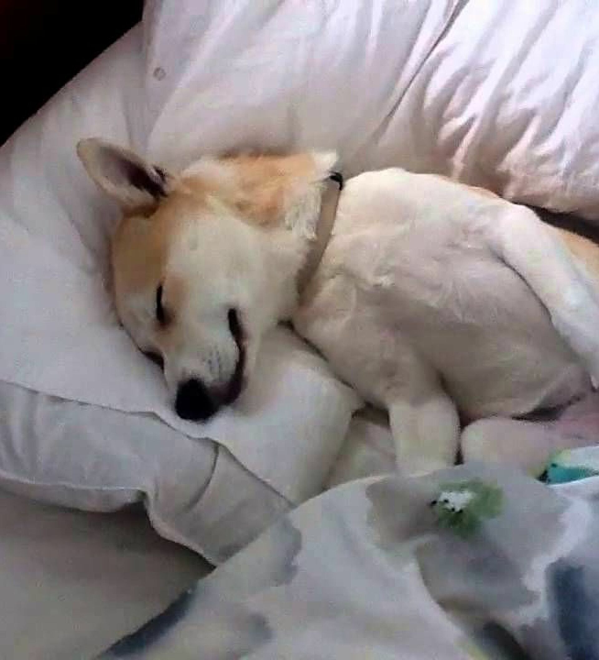 Видео спящей собаки