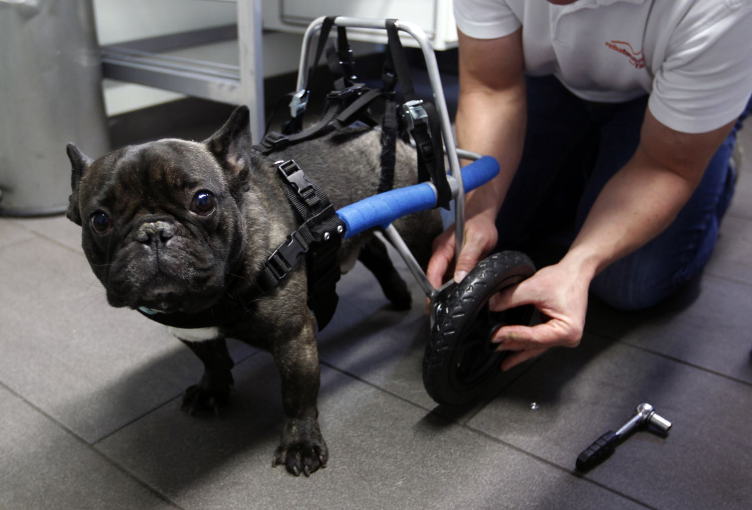 Почему у собаки отказывают. Животные с протезами. Инвалидная коляска для французского бульдога. Коляска для французского бульдога.