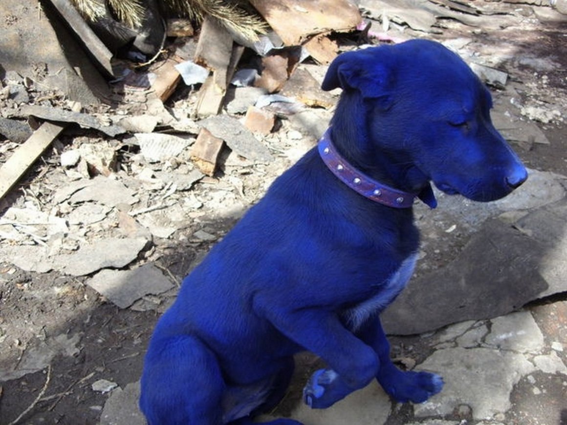 Почему собака синяя. Синяя собака. Голубой щенок. Собака голубого окраса. Синий щенок.