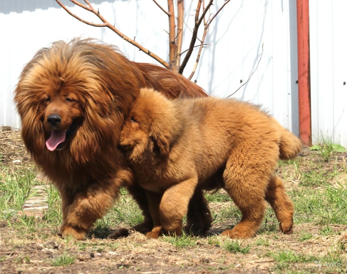 Собака похожая на льва порода (69 фото) - картинки sobakovod.club