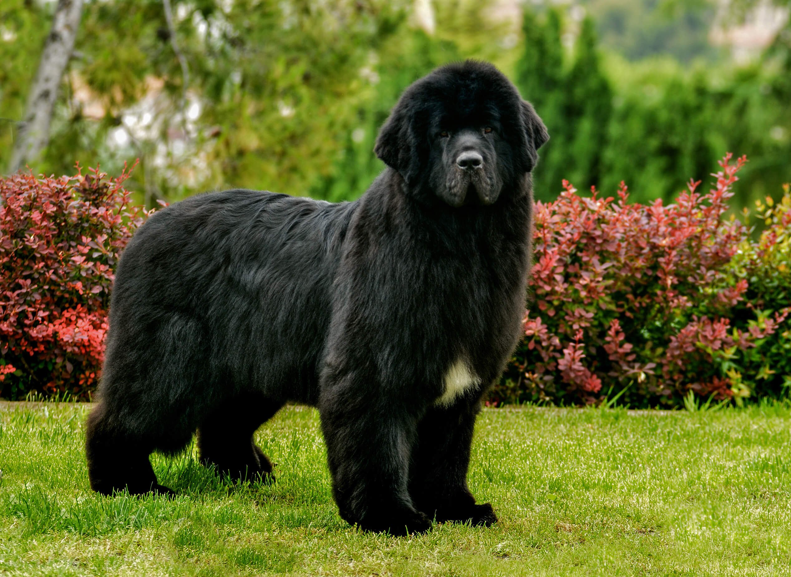 Собаки крупных пород черные. Ньюфаундленд собака. Ньюфаундленд (порода собак). Собака водолаз ньюфаундленд. Карликовый ньюфаундленд.