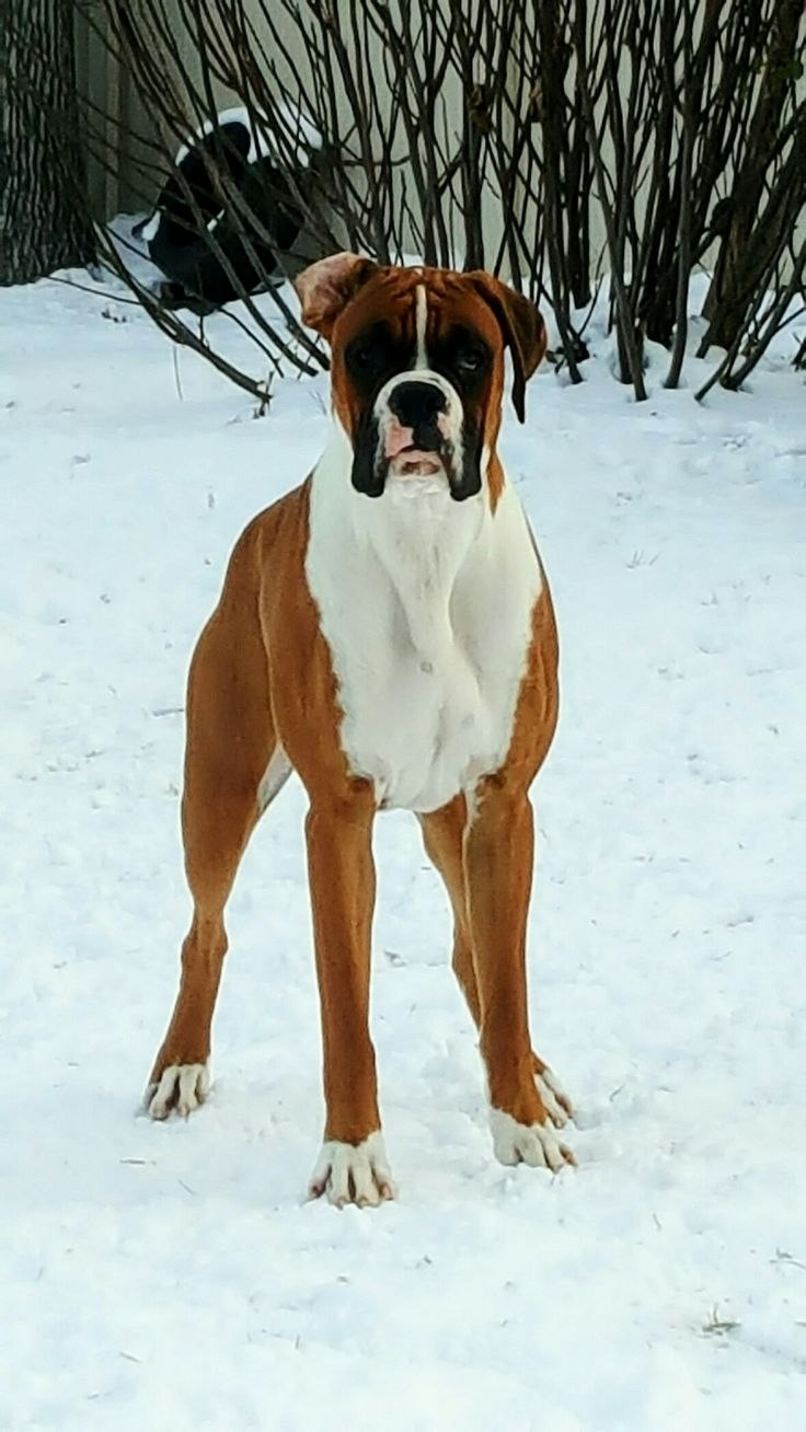 Алабай и боксер