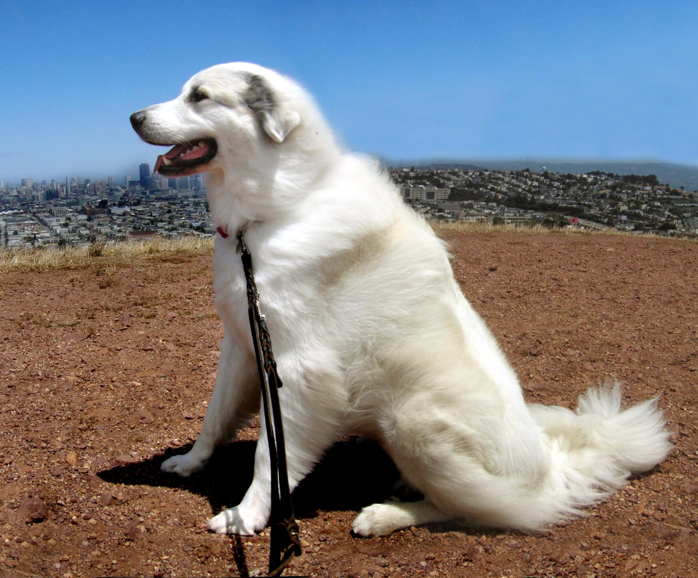 Крупная белая порода собак. Пиренейская Горная овчарка. Большая Пиренейская Горная собака. Породы собак Пиренейская Горная собака. Горная лайка Пиренейская.