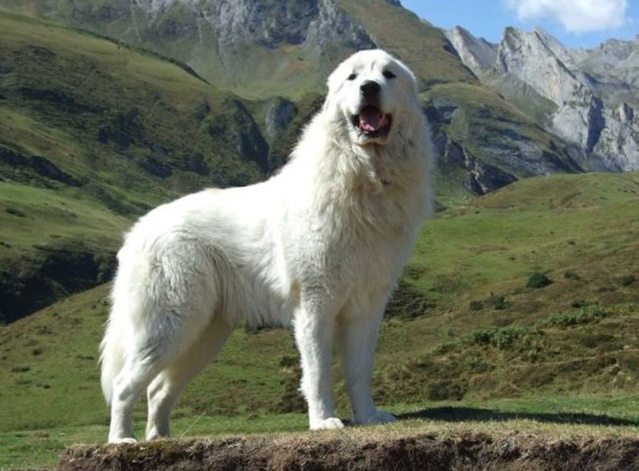Крупная белая порода собак. Пиренейская Горная овчарка. Пиренейский волкодав. Пиренейская пастушья овчарка. Пиренейская овчарка белая.