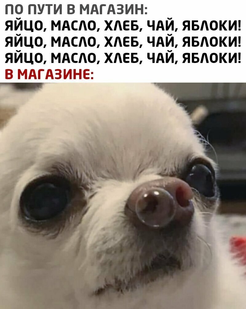 Кричащая чихуахуа