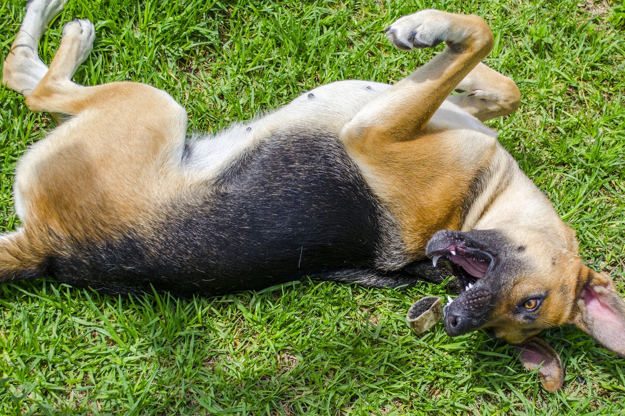 У собаки судороги и пена изо рта. Эпилептический припадок/судороги у собак. Тонико-клонические судороги собака. Вынужденные позы животных.