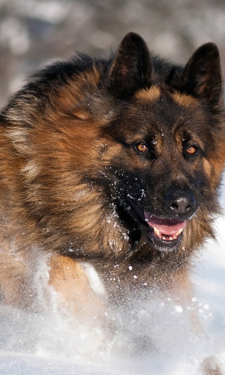 Немецкая овчарка