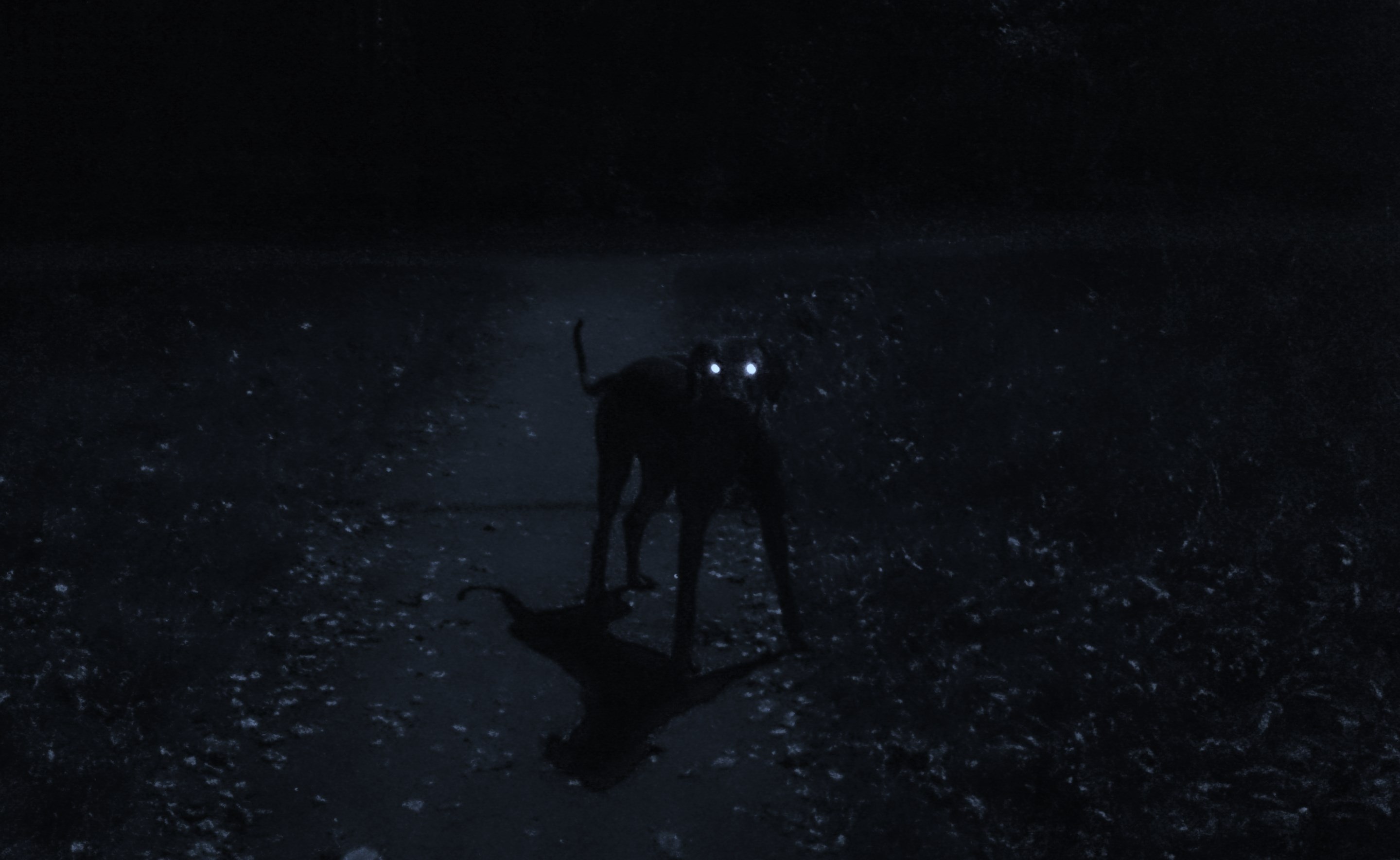 Собака гавкает ночью. Собака ночью. У собаки светятся глаза ночью. Внутри собаки пустота.