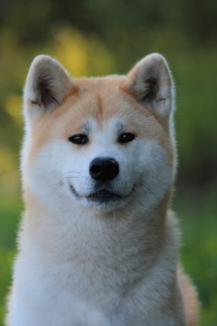 Киба ину