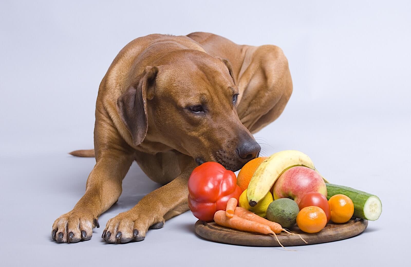 Овощи для щенка. Еда для животных. Питание собак. Еда для собак. Собака и фрукты.